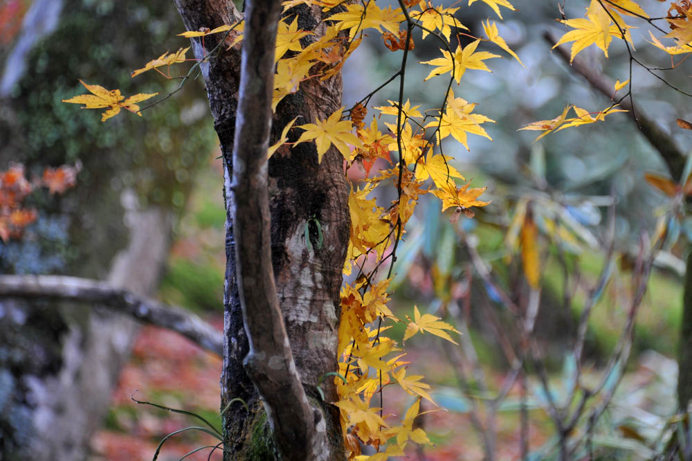 太宰府の紅葉 2011_a0042310_20264338.jpg