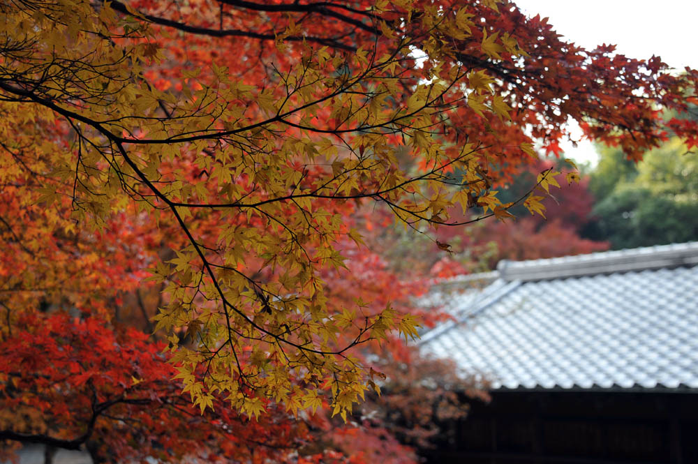 太宰府の紅葉 2011_a0042310_20284822.jpg