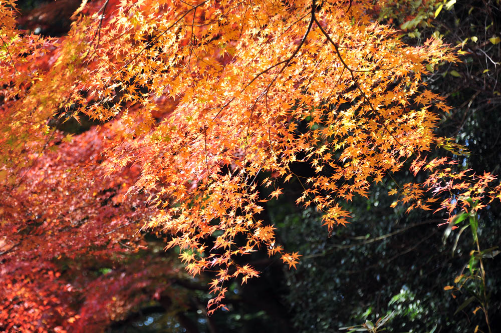 太宰府の紅葉 2011_a0042310_20334163.jpg