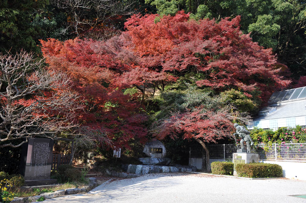 太宰府の紅葉 2011_a0042310_2033451.jpg