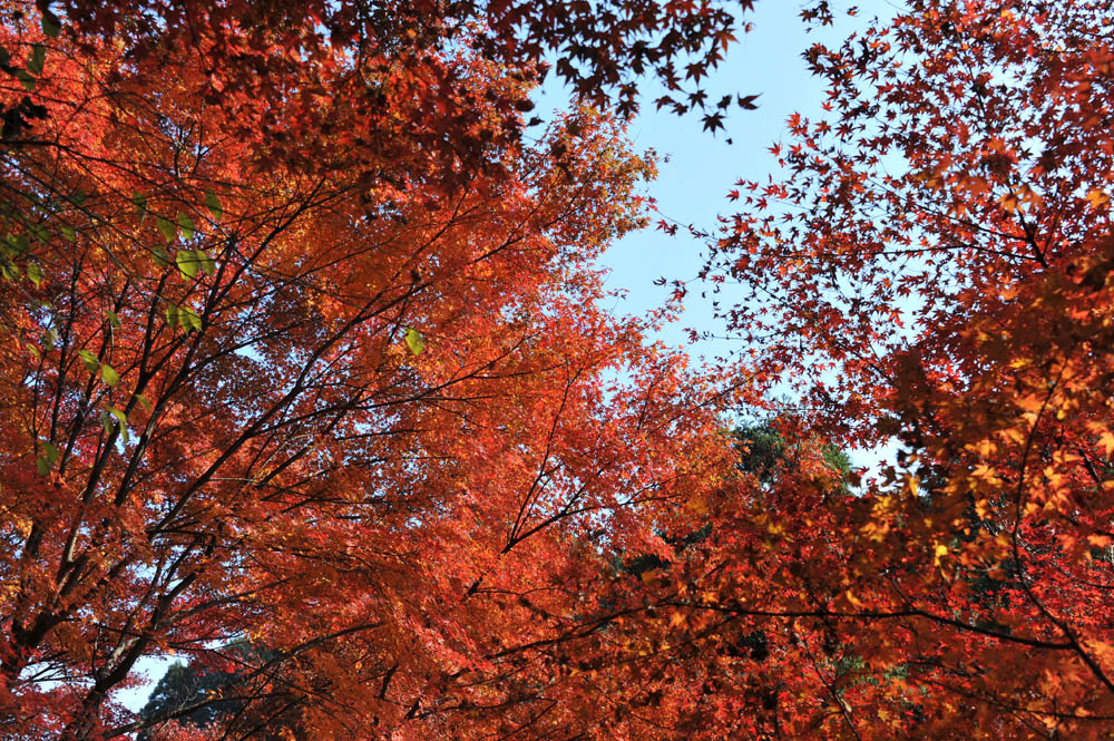 太宰府の紅葉 2011_a0042310_2033598.jpg