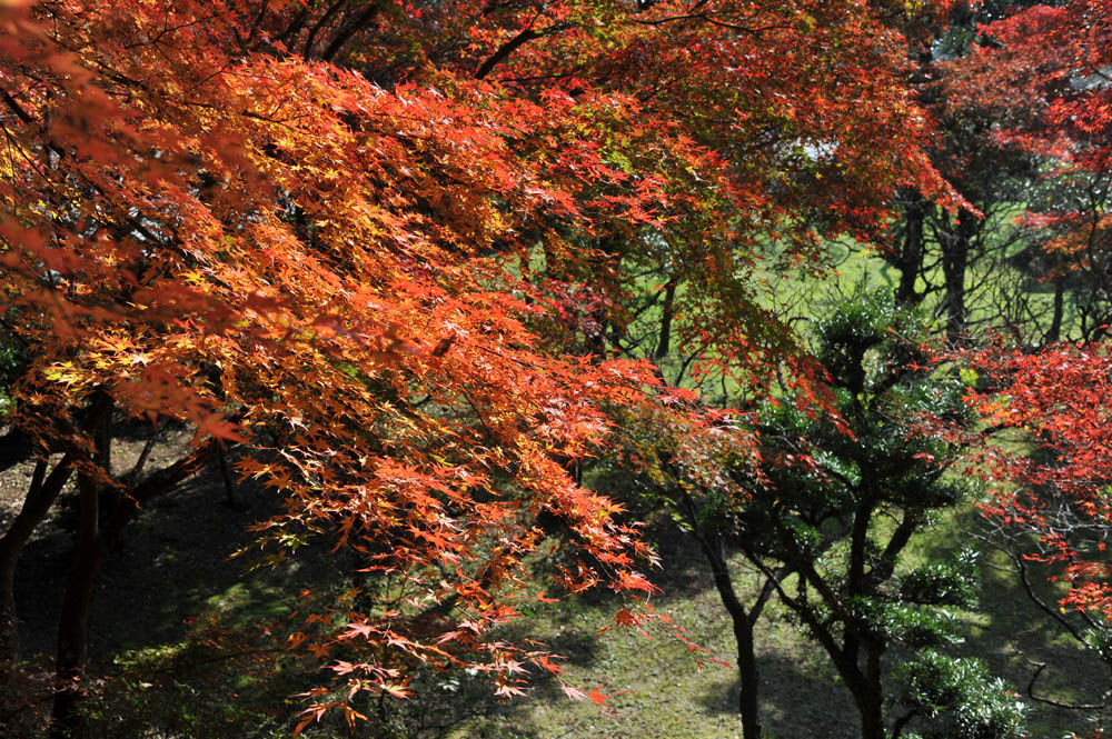 太宰府の紅葉 2011_a0042310_20342196.jpg