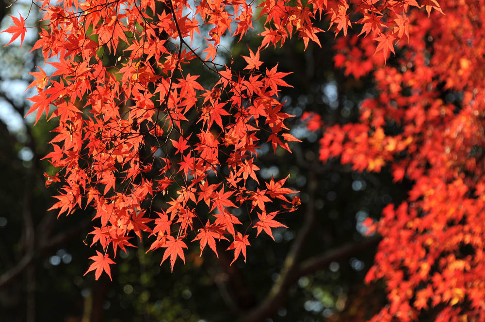 太宰府の紅葉 2011_a0042310_20344915.jpg
