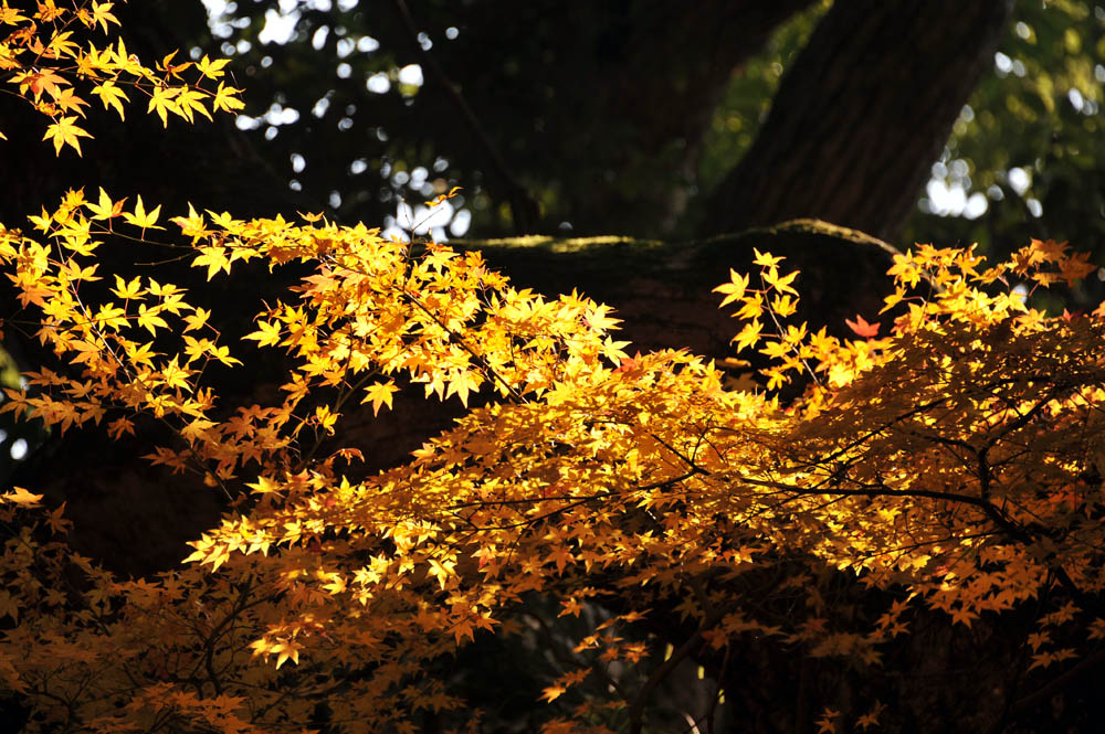 太宰府の紅葉 2011_a0042310_20354956.jpg