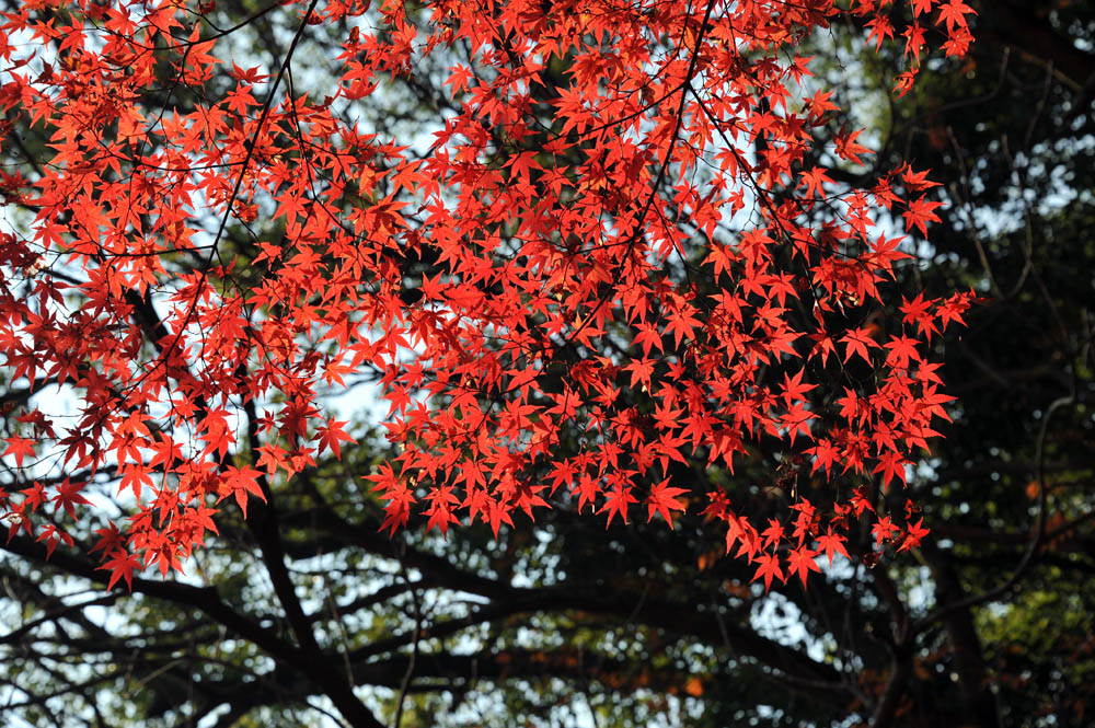 太宰府の紅葉 2011_a0042310_2035587.jpg