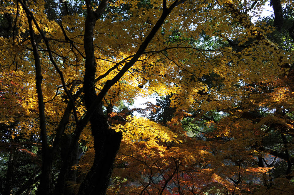 太宰府の紅葉 2011_a0042310_2036764.jpg