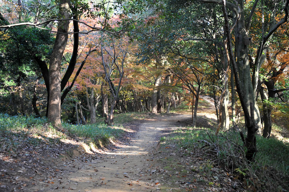 太宰府の紅葉 2011_a0042310_20371469.jpg