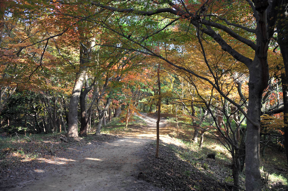 太宰府の紅葉 2011_a0042310_2037546.jpg