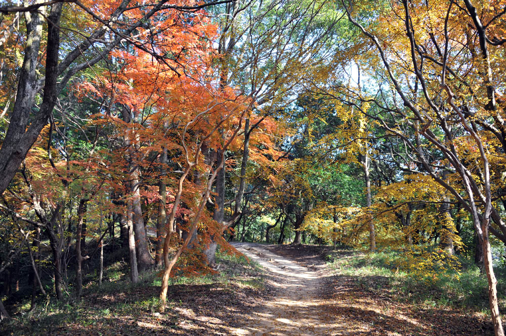 太宰府の紅葉 2011_a0042310_20381556.jpg