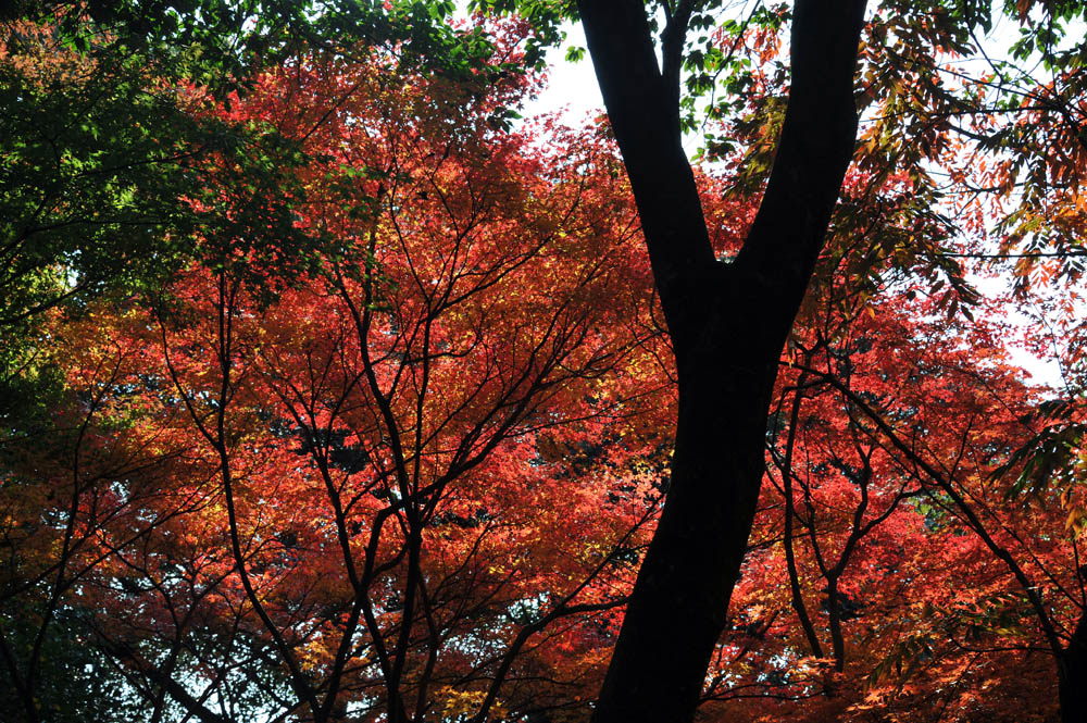 太宰府の紅葉 2011_a0042310_20383329.jpg