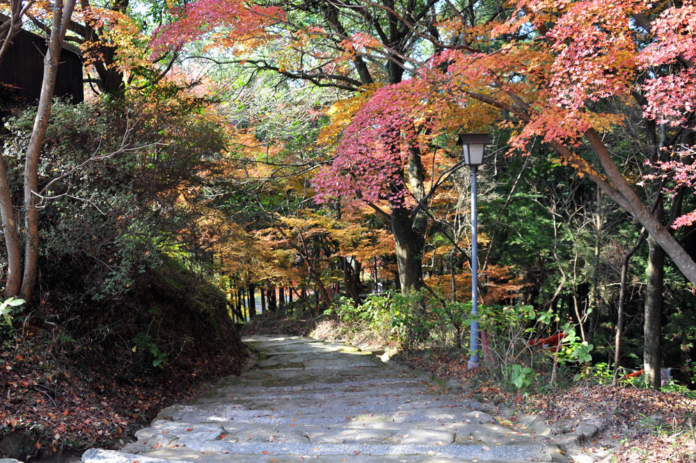 太宰府の紅葉 2011_a0042310_20394828.jpg