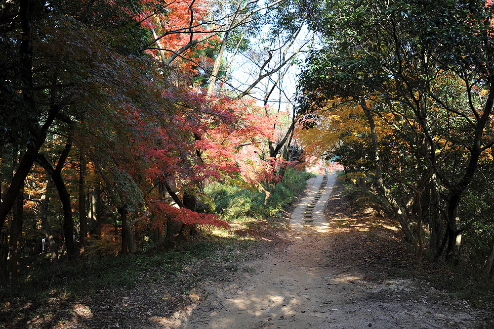 太宰府の紅葉 2011_a0042310_2039928.jpg