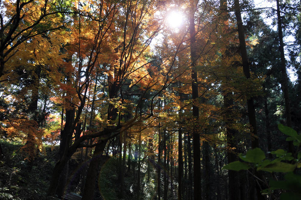 太宰府の紅葉 2011_a0042310_2040678.jpg