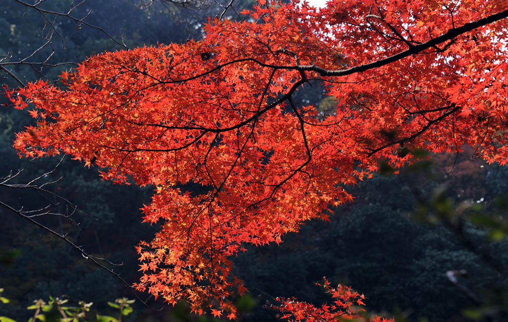 太宰府の紅葉 2011_a0042310_20411772.jpg
