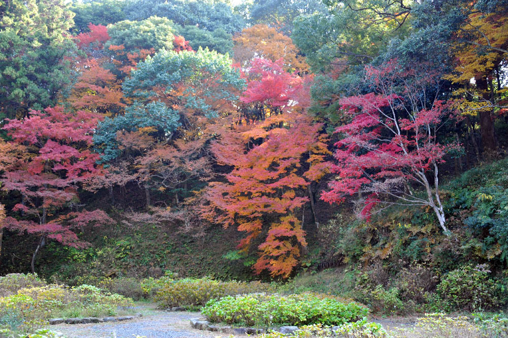 太宰府の紅葉 2011_a0042310_2042458.jpg