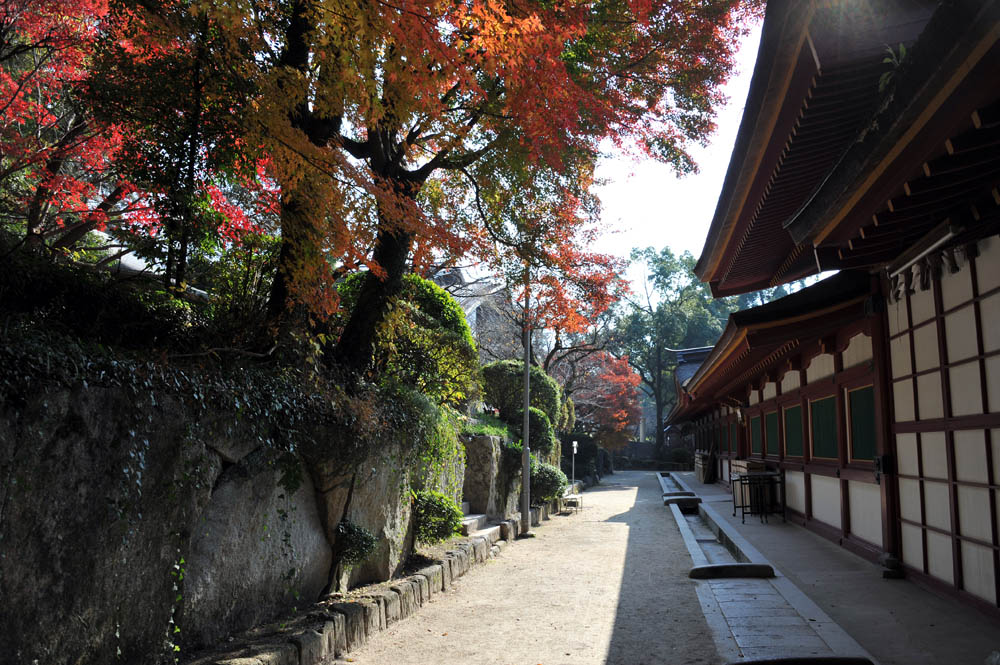 太宰府の紅葉 2011_a0042310_20442086.jpg