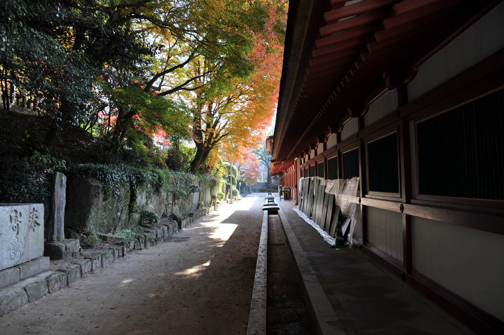 太宰府の紅葉 2011_a0042310_2044656.jpg