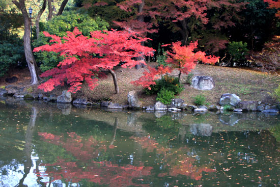 京都御苑 紅葉の盛り①_e0048413_2037445.jpg