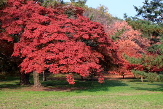 京都御苑 紅葉の盛り①_e0048413_20381135.jpg