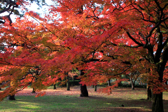 京都御苑 紅葉の盛り①_e0048413_20382342.jpg