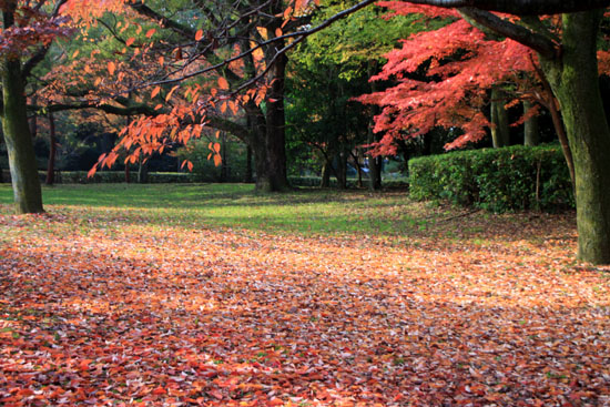 京都御苑 紅葉の盛り①_e0048413_20383622.jpg