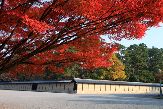京都御苑 紅葉の盛り①_e0048413_2039165.jpg