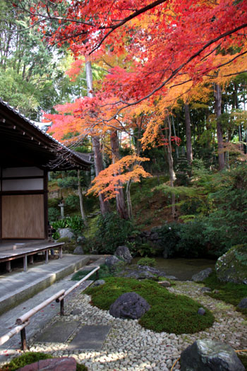 金戒光明寺と栄摂院　紅葉_e0048413_21225651.jpg