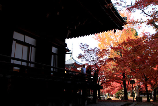 真如堂 紅葉の盛り_e0048413_22131571.jpg