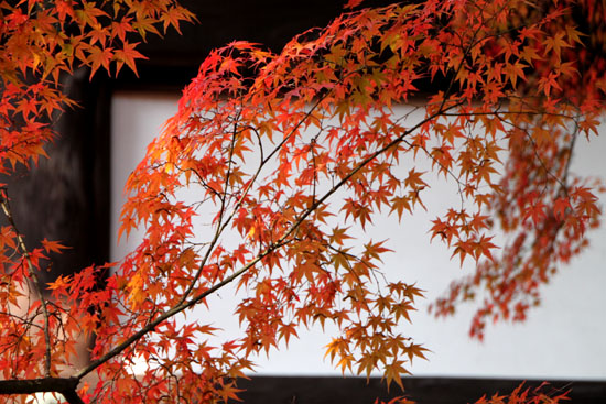 真如堂 紅葉の盛り_e0048413_22133878.jpg