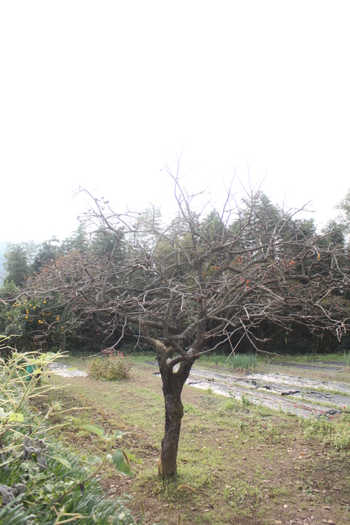 f0233916_20461391.jpg
