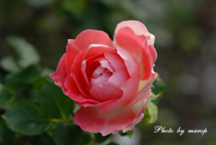 お庭で咲いてる薔薇ちゃまたち と ピョンピョン・モカちゃん♪♪_e0160417_9143519.jpg