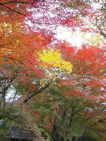 蓮華寺　2011秋_b0233225_235371.jpg