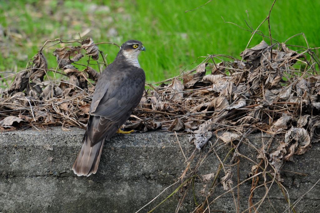 ハイタカの剥製(雌成鳥) - メルカリ