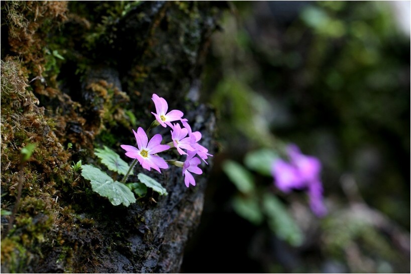 思い出の野草散策から　－12ー_e0091347_9373326.jpg