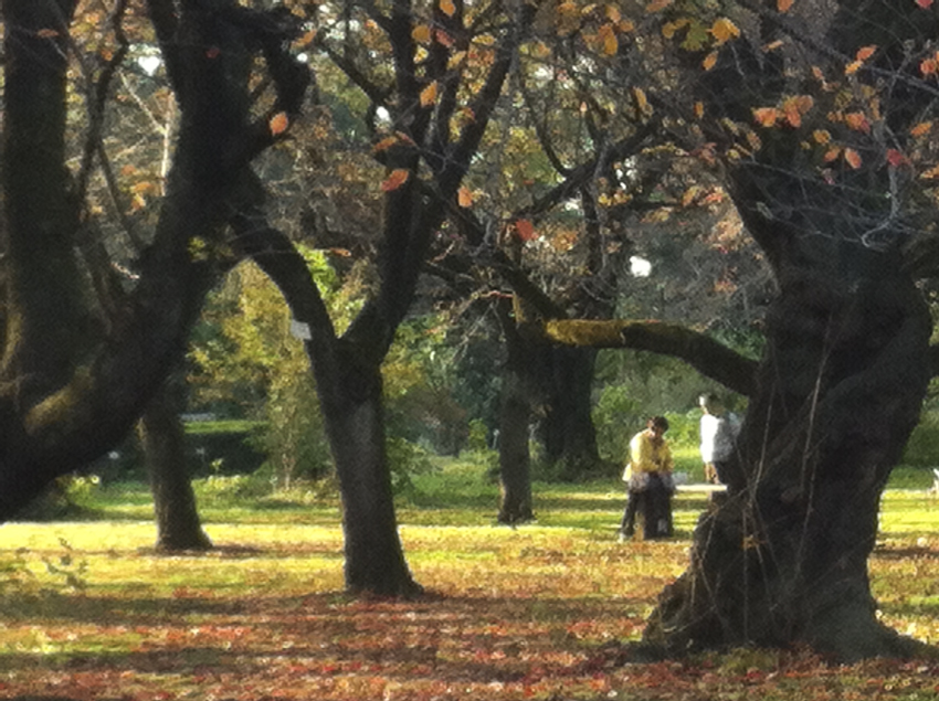 小石川植物園も秋色に染まって・・・_b0167256_022397.jpg