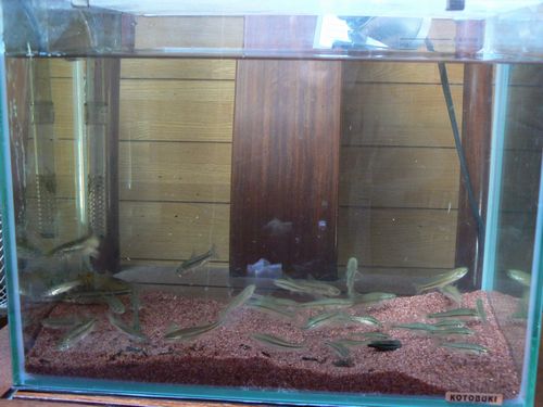 活餌ストック水槽 荒川土手でシーバスを釣ってみようと思ふ