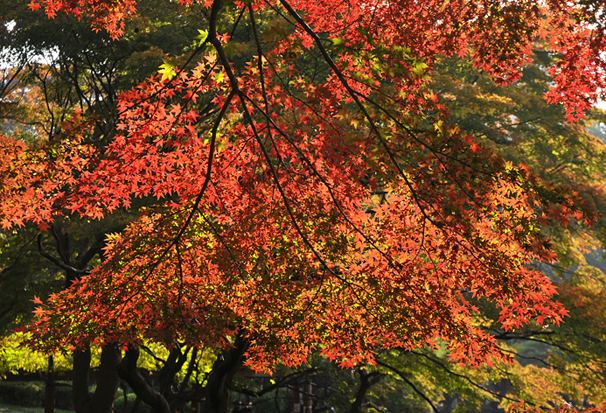 日比谷公園の木々の色づき始めを_d0251161_11561369.jpg