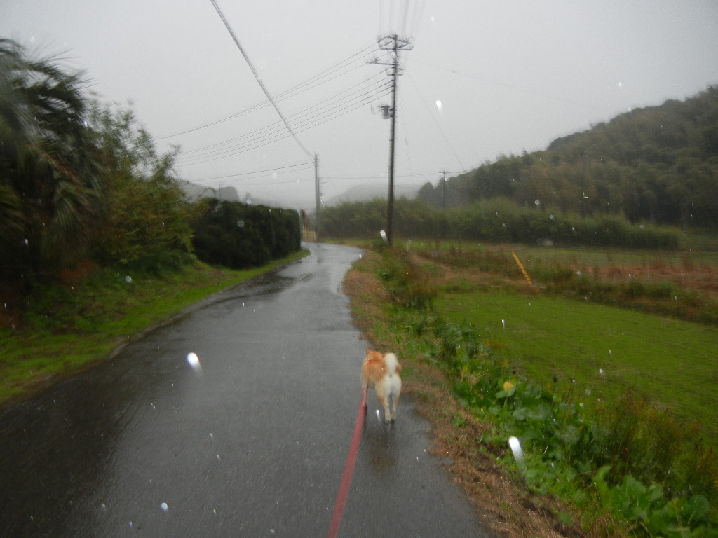 2011年12月3日(土)地震と大雨!_f0060461_936058.jpg