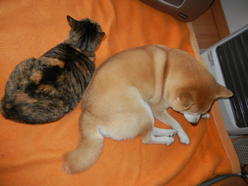 2011年12月3日(土)地震と大雨!_f0060461_9412526.jpg
