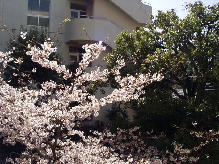 玉縄桜、クール百音と一緒に千葉県の東庄町へ_c0014967_10485528.jpg
