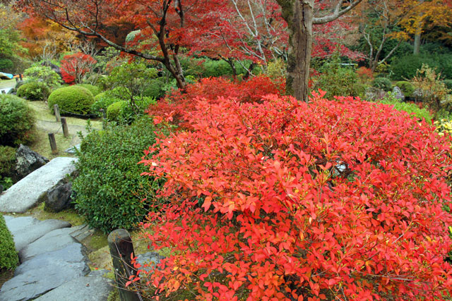 京都　紅葉狩り　２０１１　二日目　１１月２９日_b0041473_22184352.jpg