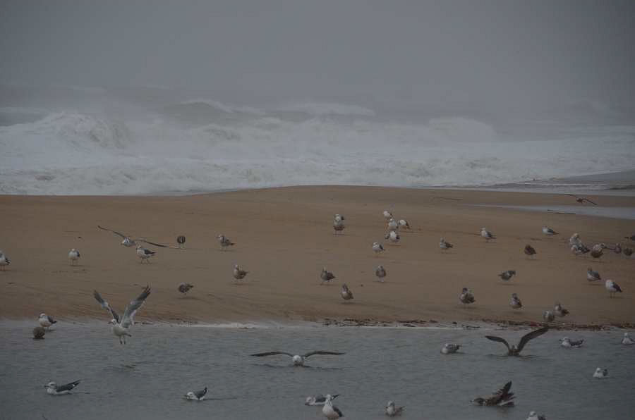 雨の日・・・浜辺の風景_b0163381_174377.jpg