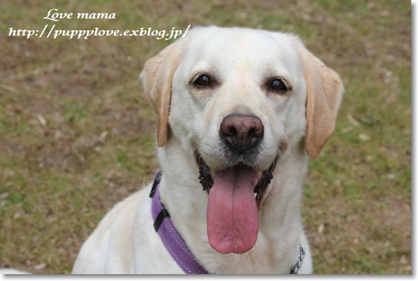 盲導犬の育成を通して、人・動物・自然の絆を学ぶ高校教育_b0136683_9193598.jpg