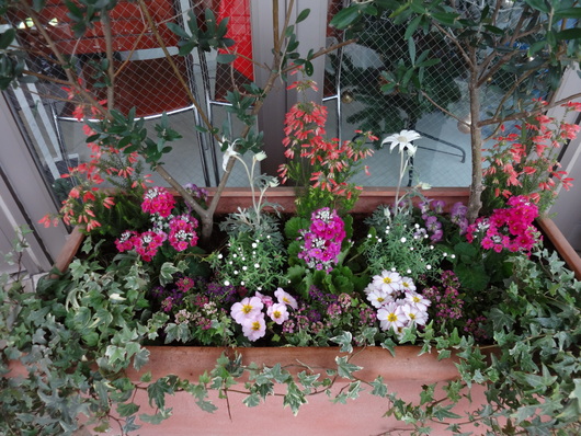 花壇も・・・_b0117785_16205766.jpg