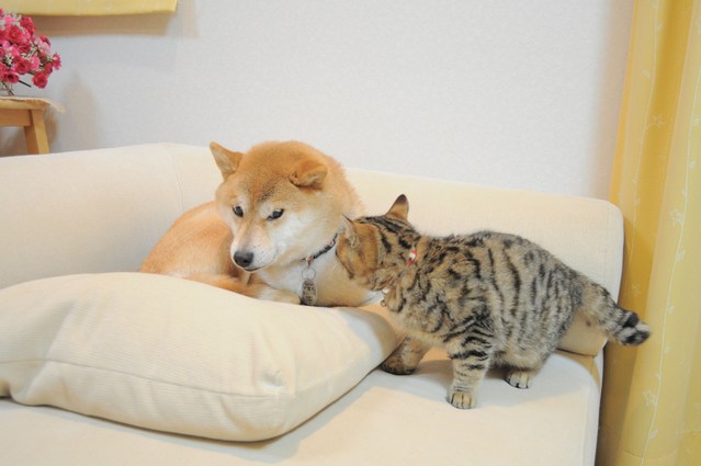 ワンニャン関係_a0126590_6383052.jpg
