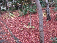 d0212993_1137269.jpg