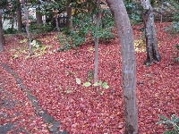 紅葉→冬支度へ_d0212993_1137269.jpg