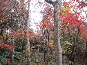 紅葉→冬支度へ_d0212993_11394748.jpg