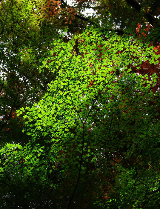 a0184303_13113432.jpg