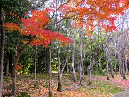 紅葉も綺麗だが『落ち葉』も味があって綺麗だよ！！_b0051109_1330672.jpg